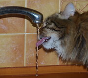 Jurgitos Amolevičienės nuotr.