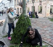 Kauno senamiesčio &scaron;viestuvai virto eglutėmis