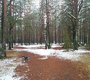 Pirmasis &scaron;io žiemos sniegas Lietuvoje