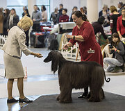 &Scaron;unų paroda &bdquo;Litexpo&ldquo;