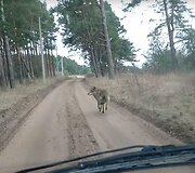 Vilkas