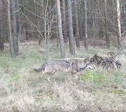 Vilkas