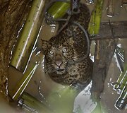 Į &scaron;ulinį įkritęs leopardas