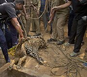 Į &scaron;ulinį įkritęs leopardas