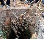 Į &scaron;ulinį įkritęs leopardas