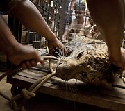 Į &scaron;ulinį įkritęs leopardas