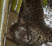 Į &scaron;ulinį įkritęs leopardas