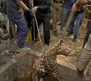 Į &scaron;ulinį įkritęs leopardas