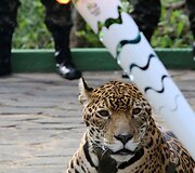Jaguarė Juma