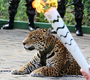 Jaguarė Juma