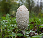 Ruduo Suvalkijoje