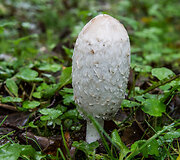 Ruduo Suvalkijoje