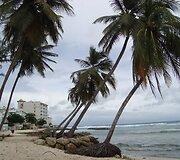 Palmės
