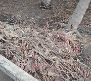 Klaikus vie&scaron;butis Tenerifėje