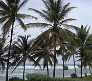 Palmės Atlanto pakrantėje