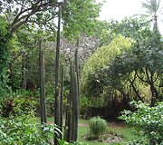 Barbadoso gamta