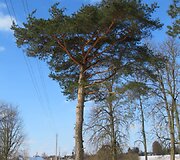Lailūnų dvaras