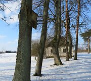 Senųjų laikų didybę primena ir eilėmis i&scaron;sirikiavę medžiai