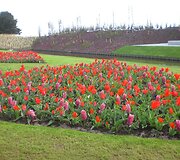 Keukenhofas