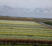 Keukenhofas
