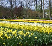 Keukenhofas