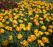 Keukenhofas