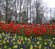 Keukenhofas