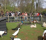 Keukenhofas