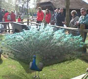 Keukenhofas