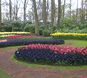 Keukenhofas