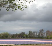Keukenhofas