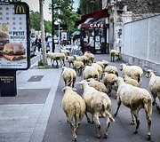 Avys Aubervilliers rajone