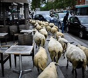 Avys Aubervilliers rajone