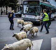 Avys Aubervilliers rajone