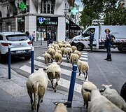 Avys Aubervilliers rajone