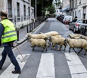 Avys Aubervilliers rajone