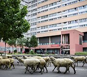 Avys Aubervilliers rajone