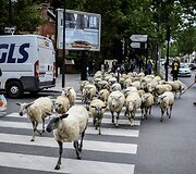 Avys Aubervilliers rajone