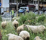 Avys Aubervilliers rajone