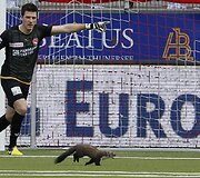 Kiaunė futbolo stadione &Scaron;veicarijoje.