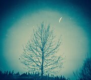 Olego Sajev nuotrauka