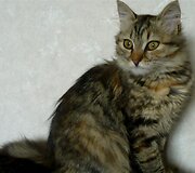 Nuotraukos pavadinimas