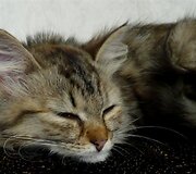 Nuotraukos pavadinimas