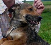 Mirta