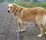 Nuotraukos pavadinimas