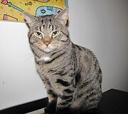 Raulis