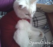 Nuotraukos pavadinimas