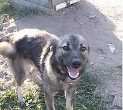 Barsiukas