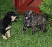 Nuotraukos pavadinimas