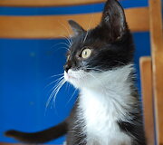 Maja